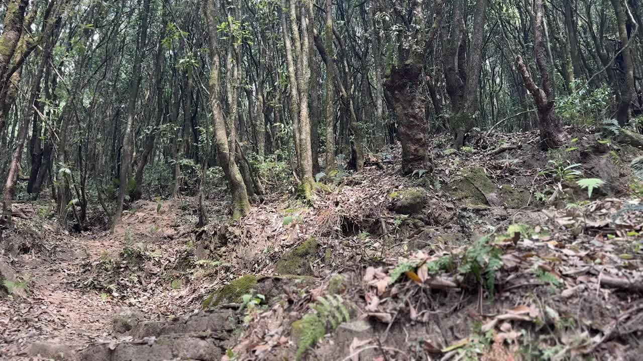 Panning shot of earthy forest landscape in Nepal with natural tones and dense vegetation.