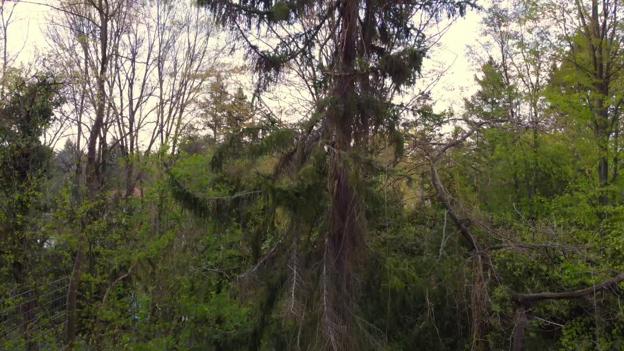 In front of an old German green pine tree conifer