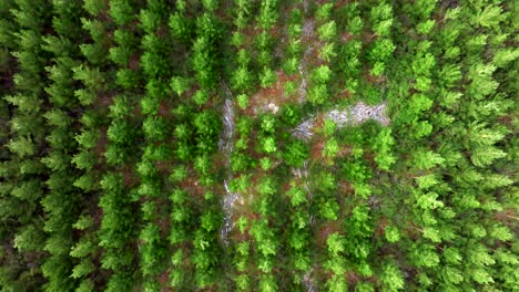 aerial top down view of perfect rows of pine trees at plantation farm