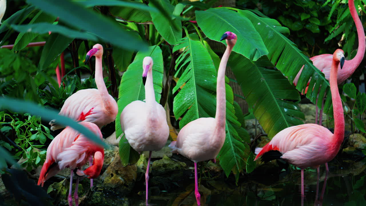 Close up of beautiful, pink flamingos standing in water at a zoo