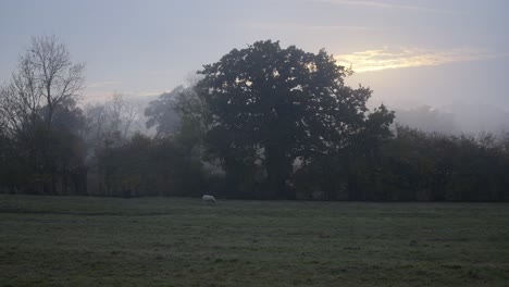 morning view of sheep on edge of field