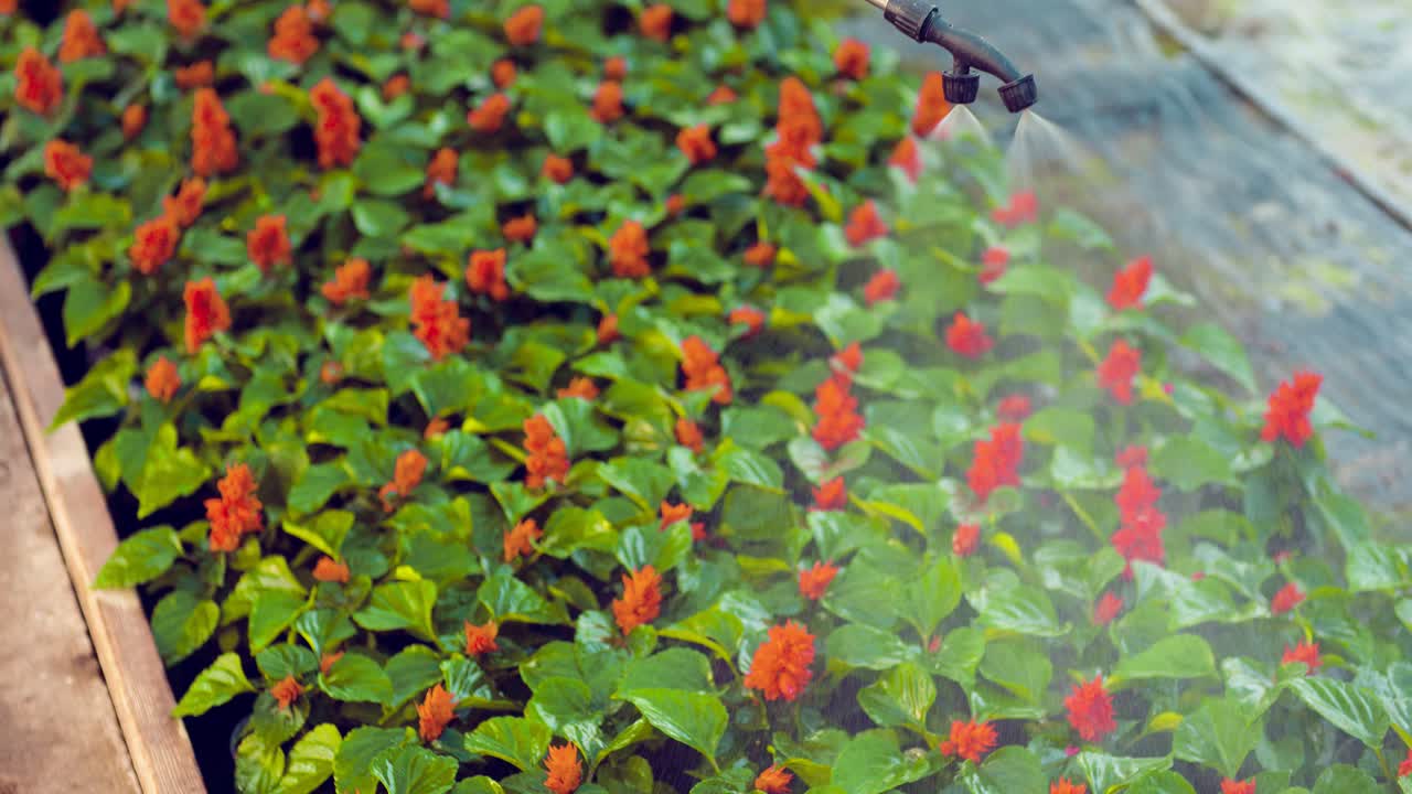 농장 2에서 꽃에 물을 주는 정원사