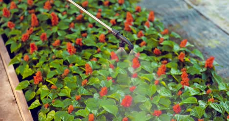 Gardener-Watering-Flowers-On-Farm-2