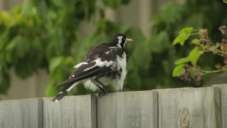 Mudlark-Bird-On-Fence-Grooming-Cleaning-Its-Feathers-Australia-Maffra-Gippsland-Victoria-Daytime-Medium-Shot