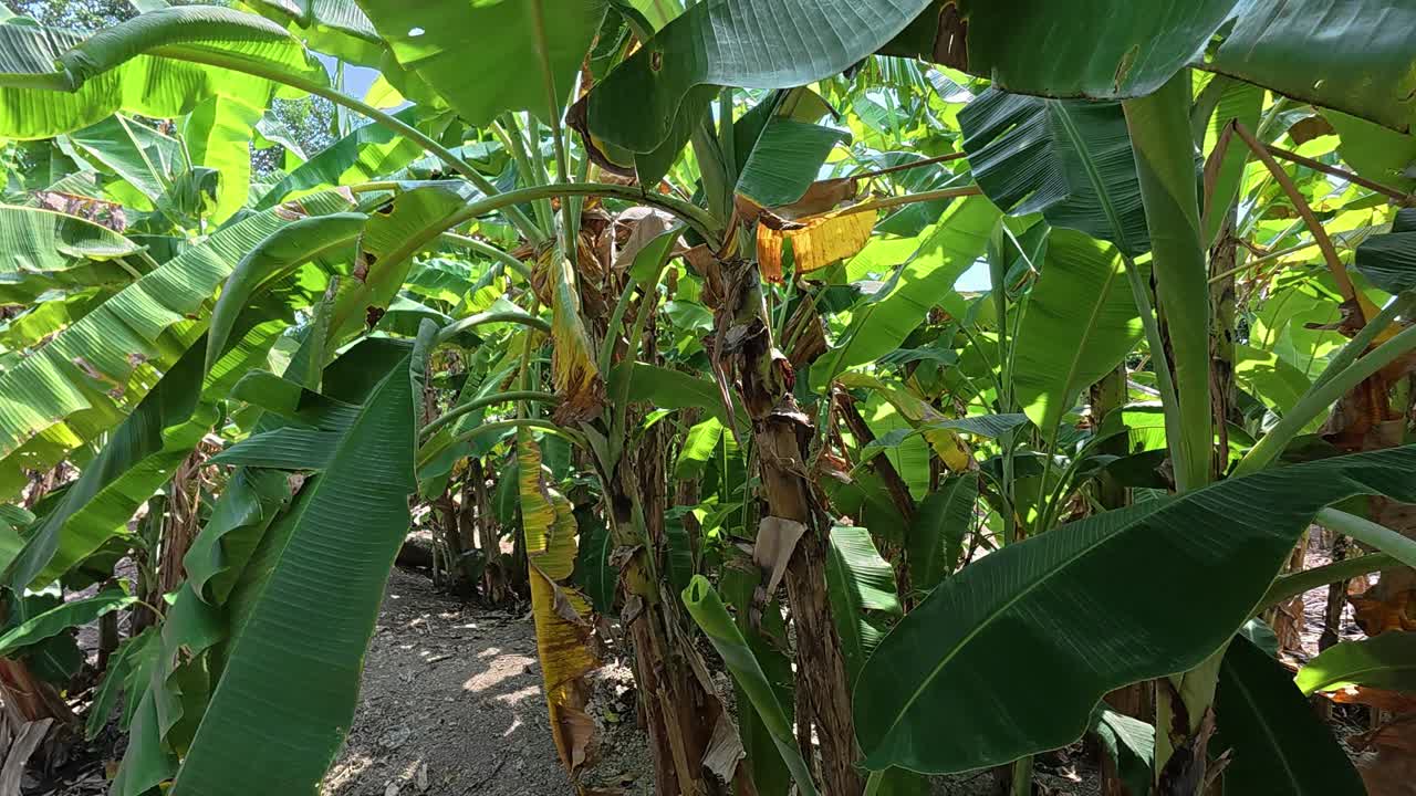 This video shows a sprawling banana plantation with numerous lush and healthy banana trees. The vibrant plants, still in their early growth stage, are a testament to a flourishing and bountiful farm