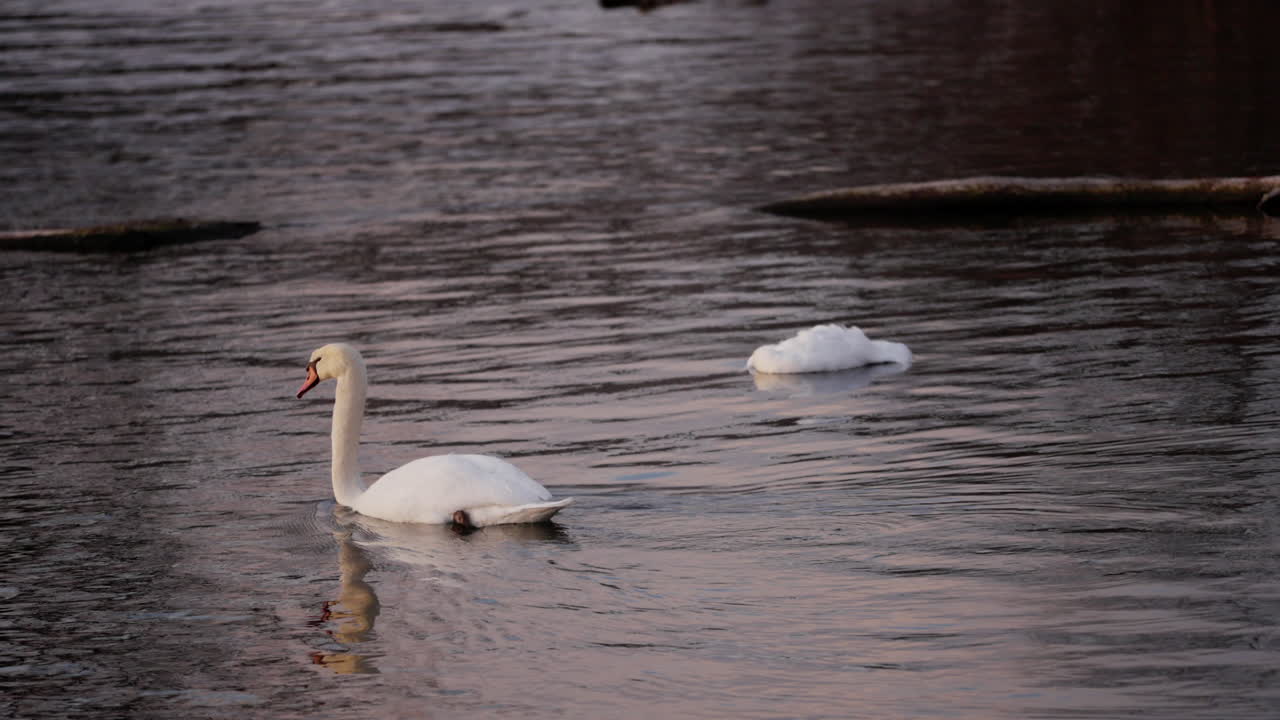 A healthy swan inspects a dead swan floating in a pond and swims away