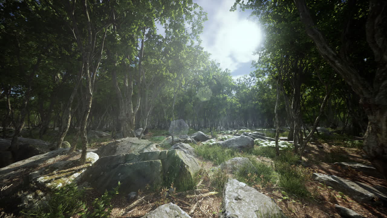 안개 가 가득 한 숲 에 있는 나무 의 뿌리