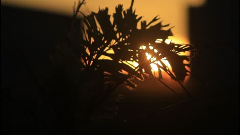 sunset through palm leaves