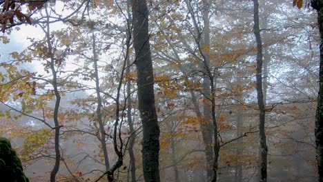 las hojas caen lentamente en otoño en un bosque en los pirineos españoles