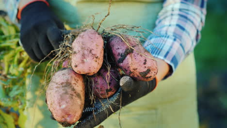 Die-Hände-Des-Bauern-Halten-Kartoffelknollen-Bioprodukte-Vom-Feld-4k-Video