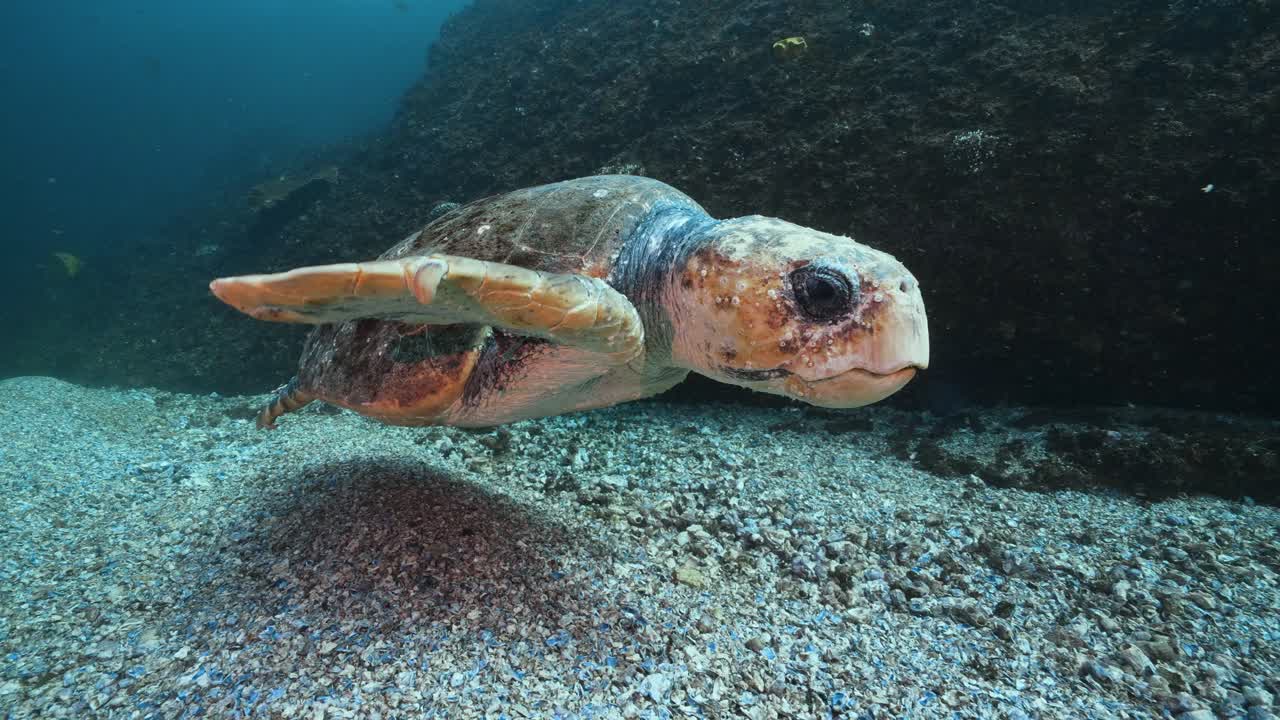 gran tortuga boba nada junto a la cámara en byron bay, australia