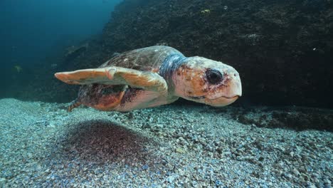 large loggerhead turtle swims alongside camera in byron bay, australia