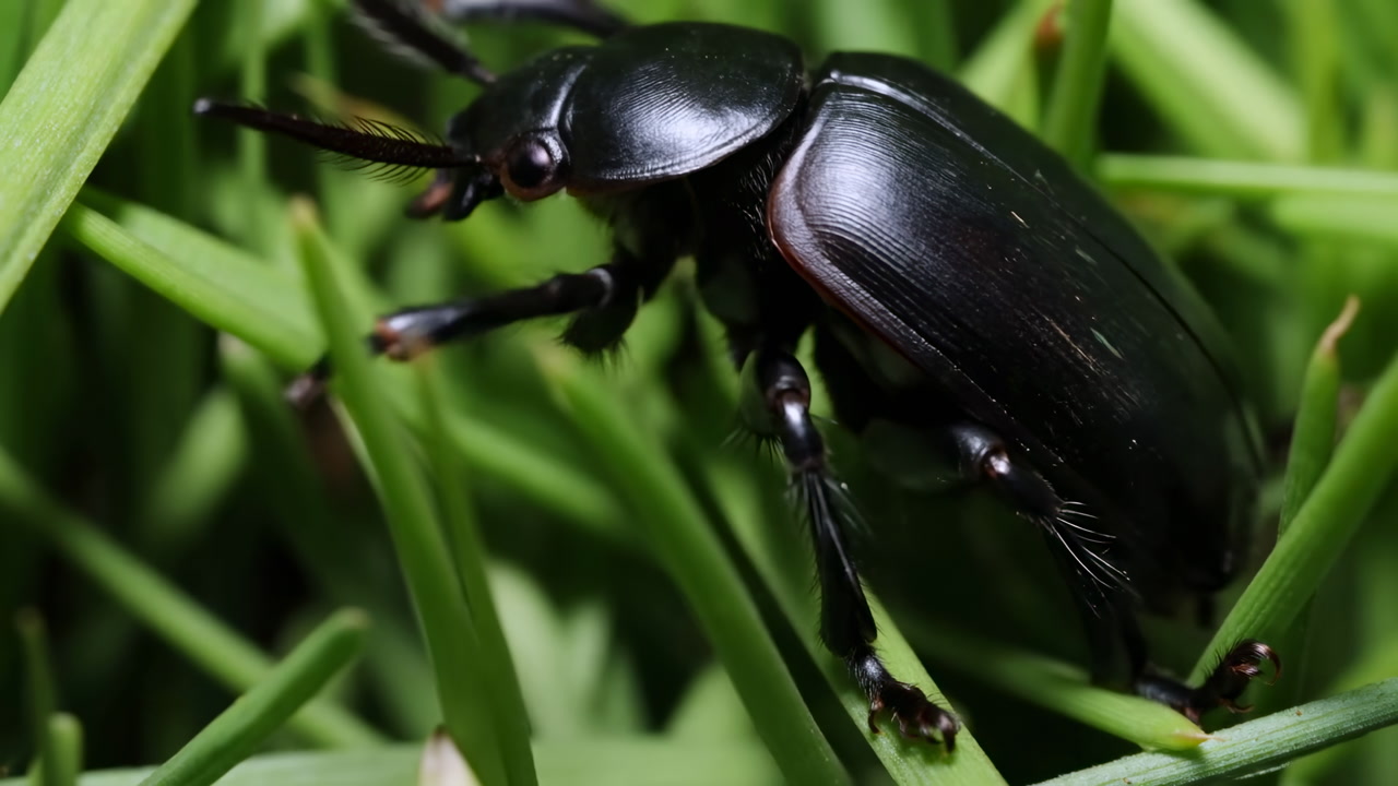 Black Beetle In Green Grass Closeup Cinematic Macro Showing Glossy Exoskeleton, Segmented Antennae