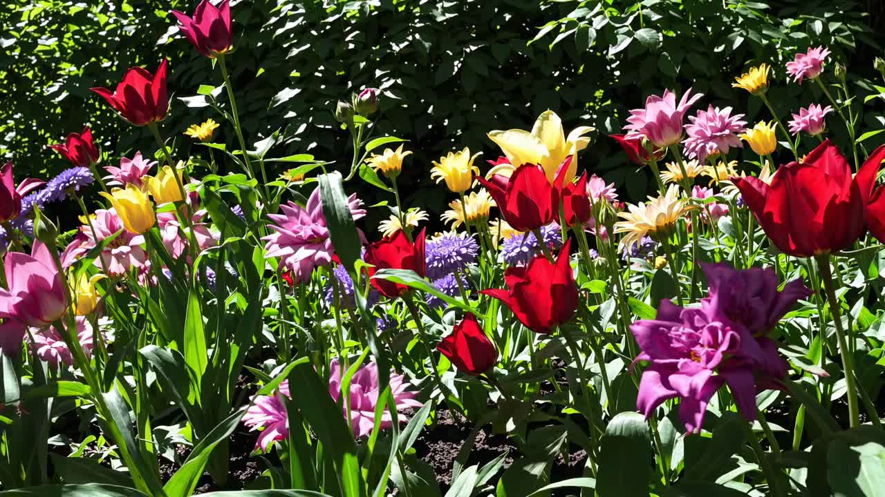 Vibrant garden scene with colorful flowers in full bloom, captured from a low-angle