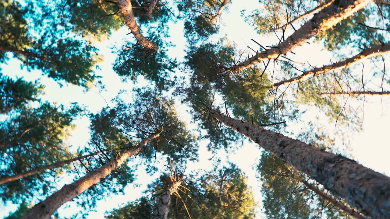 Trees spinning overhead. POV. The person is spinning, dancing. Dizziness