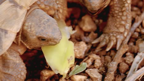 two herbivorous tortoise feeding