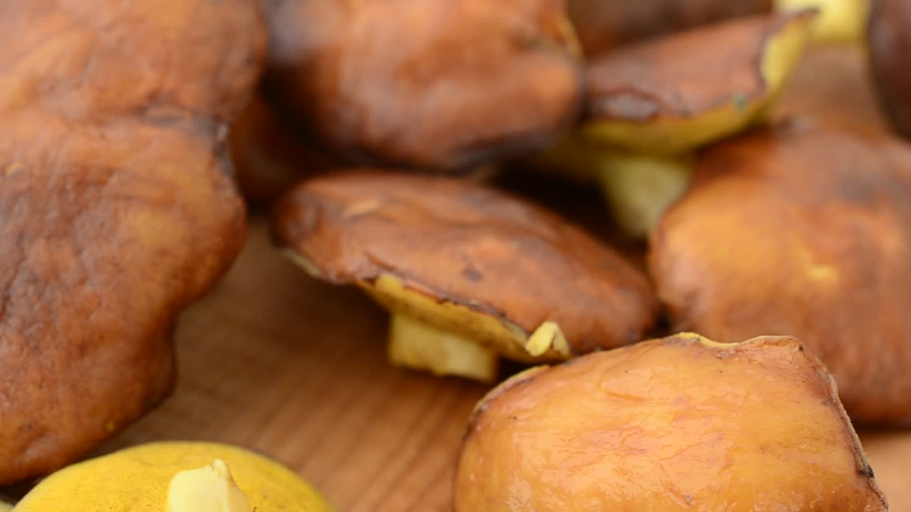 Funghi di bosco, Suillus. Sfondo di funghi. Ripresa in movimento