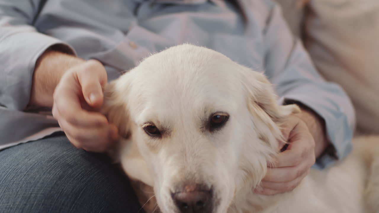 소파에 있는 여자와 골든 리트리버