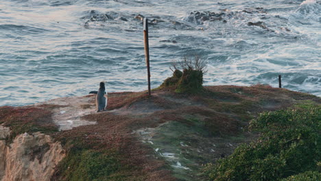 yellow-eyed penguin watching ocean waves at sunrise in katiki point, new zealand