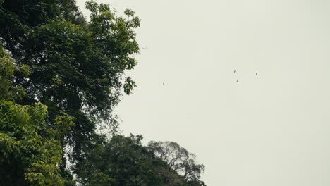 Trees and Birds in the Sky