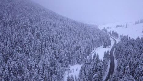 Bosque-De-Invierno-Y-Camino