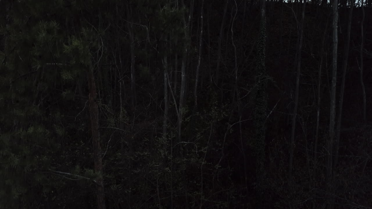 黑暗的神秘森林,攝影機慢慢地沿著樹幹向下移動