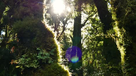 cerrar pan de hermoso árbol verde en el desierto y rayos de sol brillando en el telón de fondo