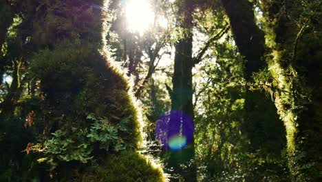 close up pan of beautiful greened tree in wilderness and sunrays shining in backdrop