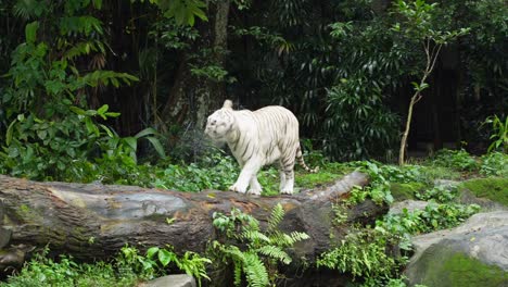 Un-Tigre-Blanco-Camina-Sobre-Un-Gran-Tronco-Y-Se-Sacude-El-Agua-De-La-Cabeza-Mientras-Camina-Y-Mira-A-Su-Alrededor,-En-Cámara-Lenta-Siguiendo-El-Tiro