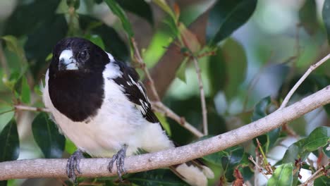 un pájaro se sienta en silencio entre las ramas de hojas