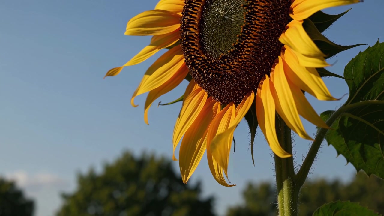 Primer plano de un girasol amarillo vibrante meciéndose bajo el cielo azul.