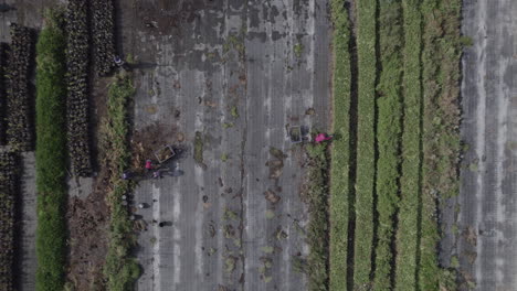 Vista-Aérea-De-Arriba-Hacia-Abajo-De-Los-Trabajadores-En-Un-Pequeño-Campo-De-Flores-Verdes,-Limpieza-Y-Recolección-De-Plantas-cierre