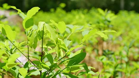 Coca-plant-in-coca-plant-field-on-sunny-day