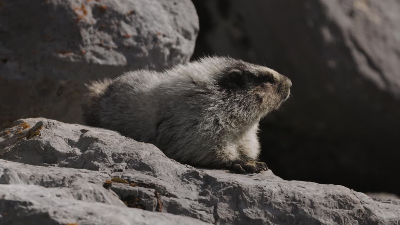 Una marmotta canuta appollaiata su una grande roccia in un ambiente naturale, che mostra il suo comportamento e l'ambiente circostante.