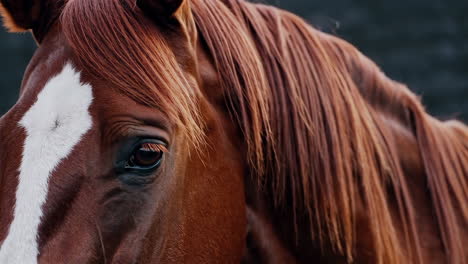 close-up of a horse's head