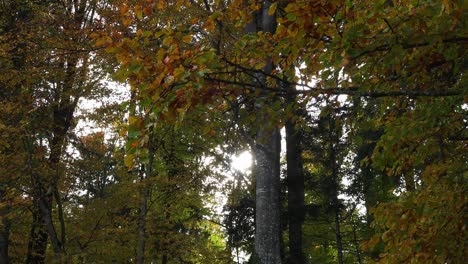 Sonnenschein-Durch-Bäume-Im-Spätherbst-In-Einem-Wald-In-Bayern