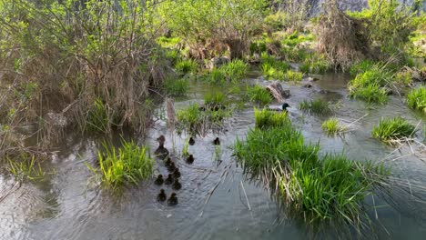vista aérea de merganser común y patitos nadando en un arroyo de humedal vegetado