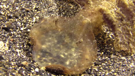 Green-Melibe-foraging-during-night-on-sandy-bottom,-throws-forward-large-round-oral-veil-to-capture-prey,-closeup-shot-of-head