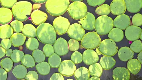 victoria water lilies