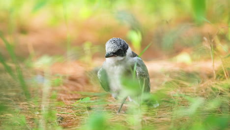 azure-winged magpie birdling hides in grass looking at camera close-up