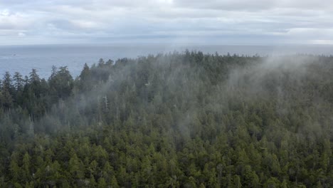 mist over spruce forest park in tofino, west coast, vancouver island, canada