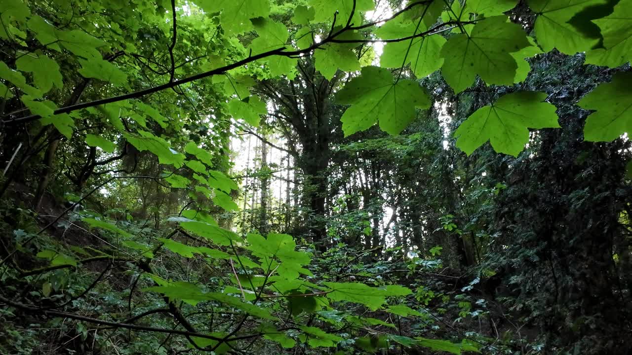 View of sunlight streaming through verdant green leaves and sunshine in forest, scenic summer England UK
