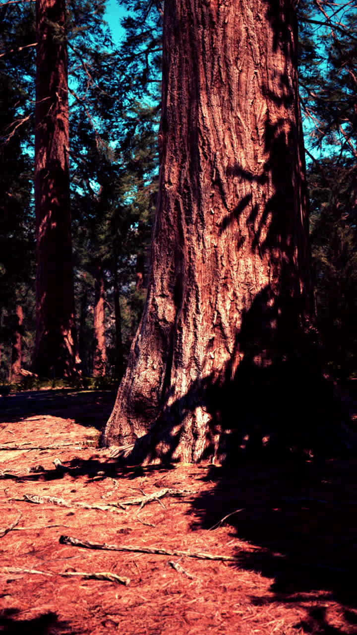 Scena di una foresta con grandi alberi