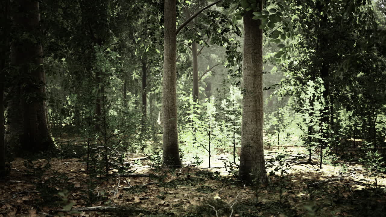 Mysterious sunlight beams illuminate a serene forest clearing during midday