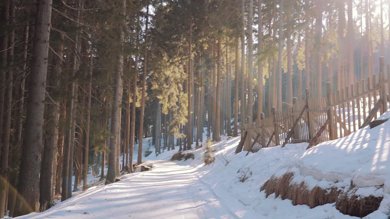 Follow Shot From Snow Covered Path To Sun Shining Through Trees At Krkonose National Park. Pan Right