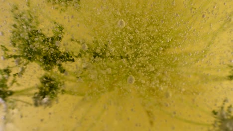experimentos de botánica líquida alienígena con movimiento de burbujas y escombros y profundidad extrema 60fps