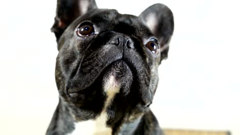 animal dog french bulldog close-up portrait