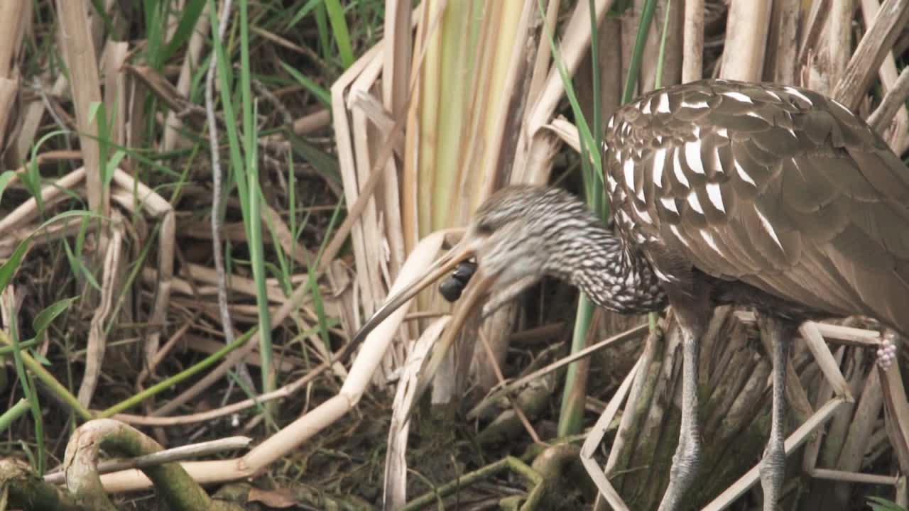 el pájaro limpkin quita el caracol manzana del caparazón para comerlo a cámara lenta