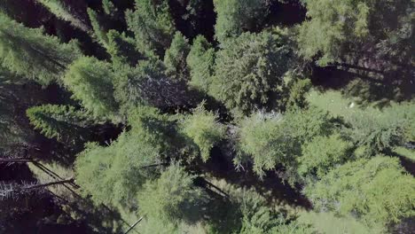 drone top view flyover mountain path