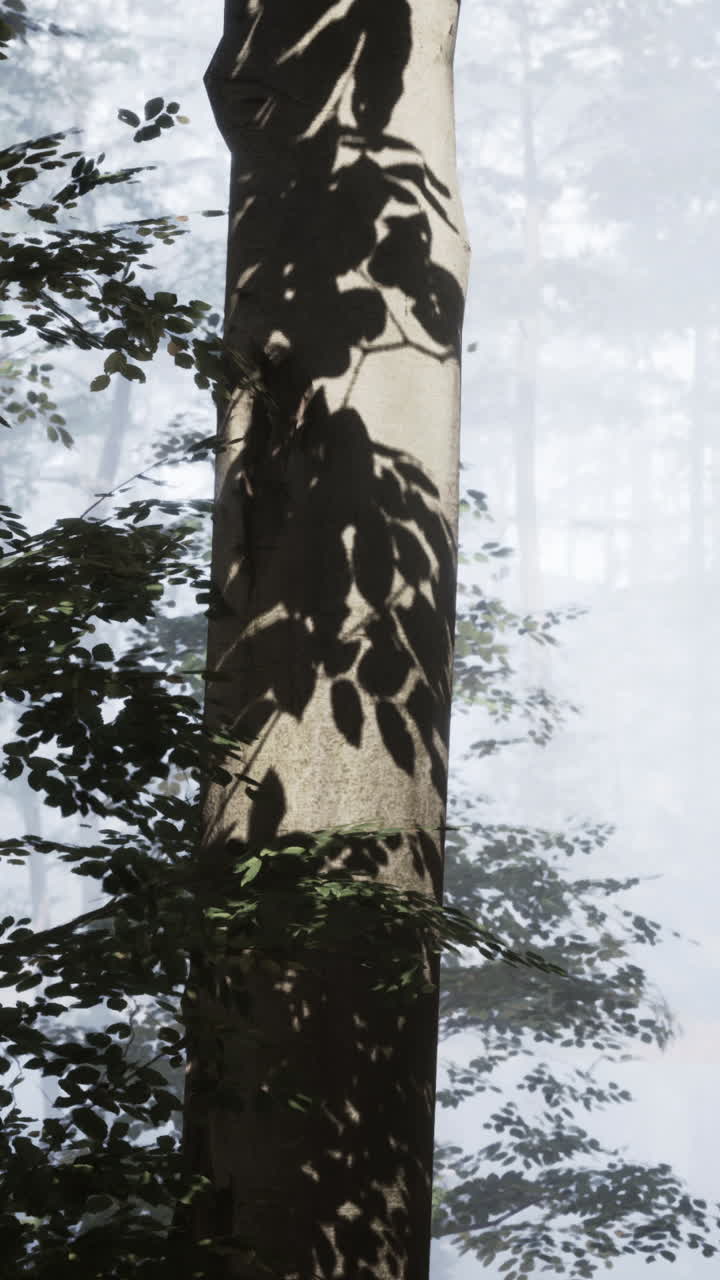 Forest Tree with Leaf Shadows